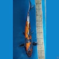 Beni Kikokuryu 45 Cm