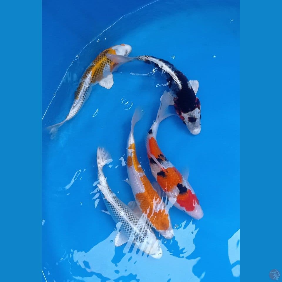 mix 25