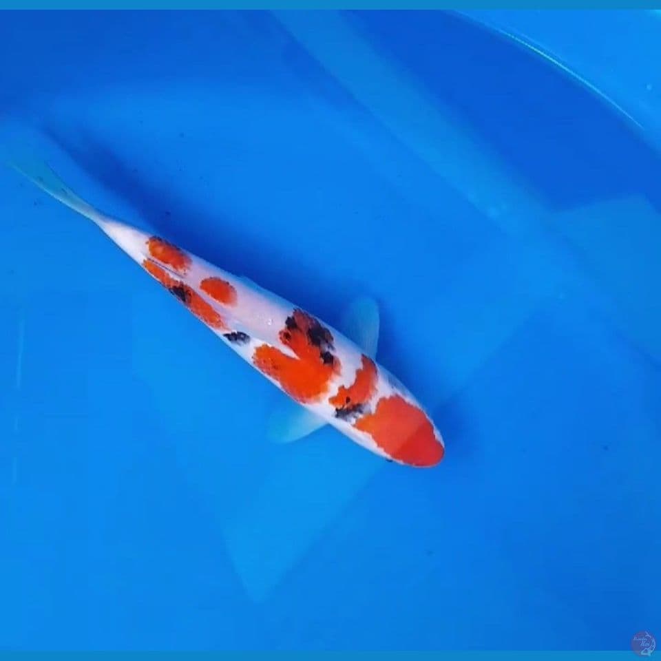 Sanke 26cm