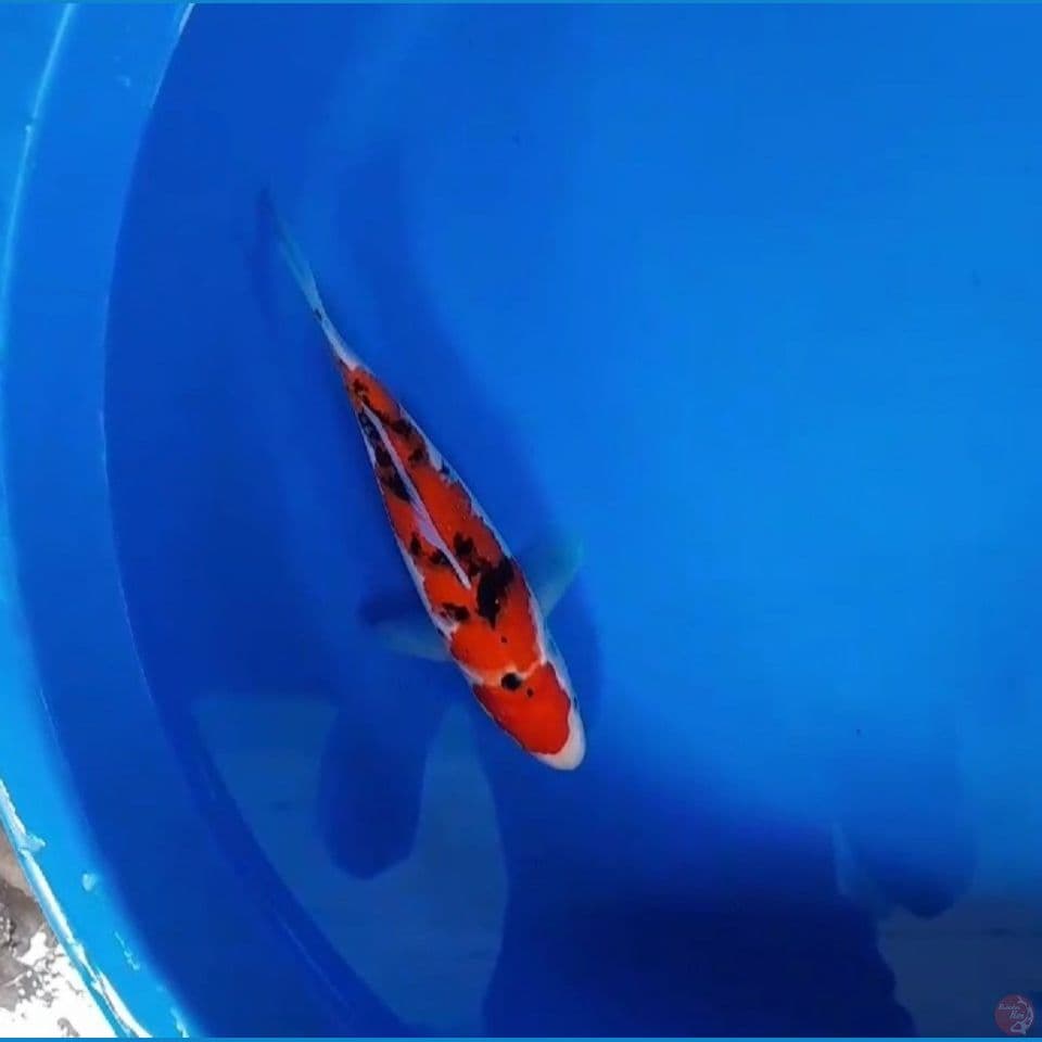 sanke 23cm