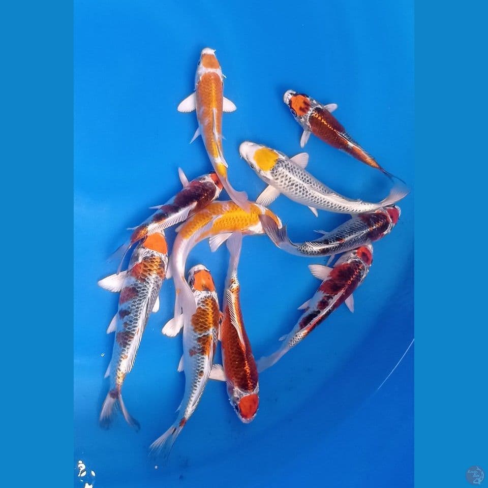 maruten mix 20