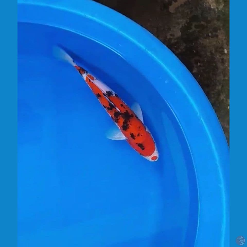 sanke 28cm