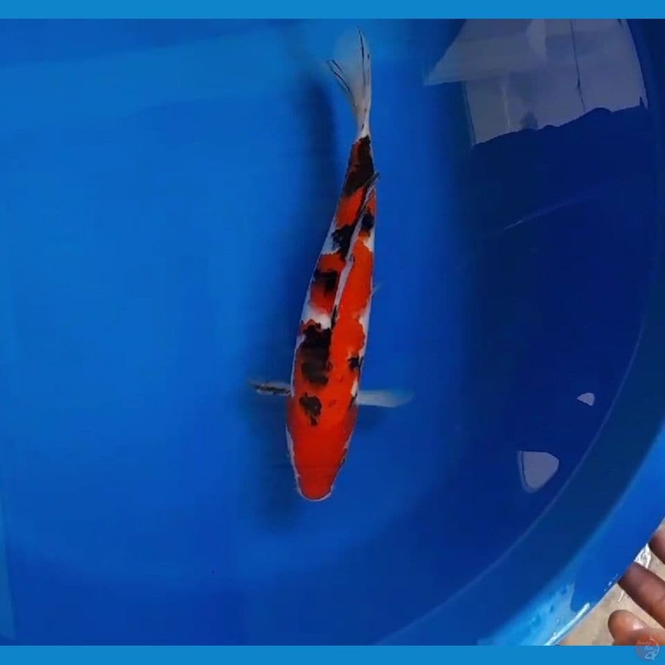 sanke 30cm