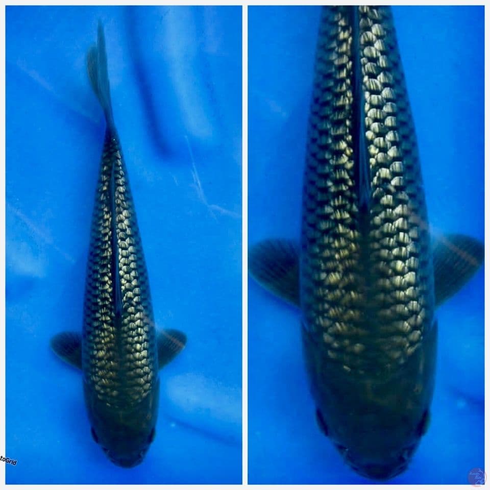 Balck diamon F1 calon jumbo 29cm 