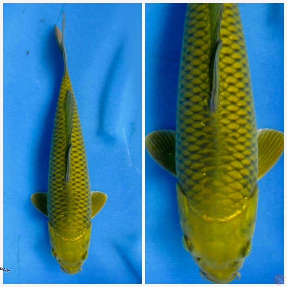 Soragoi no bocor 30cm F1
