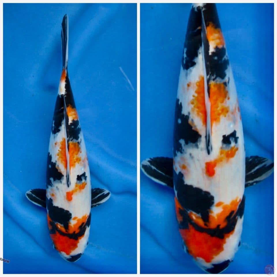 Kindai showa ori 35cm