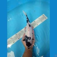 TANCHO SHOWA 31CM PUTIH BERSIH