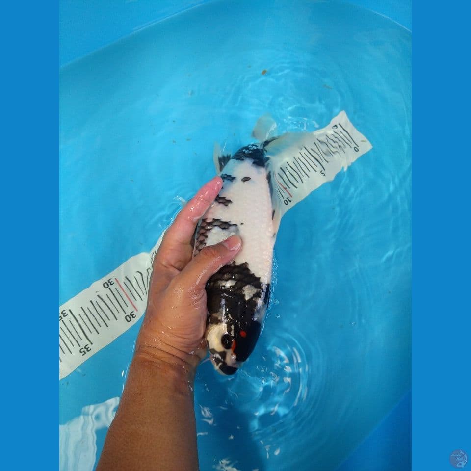 TANCHO SHOWA 31CM PUTIH BERSIH