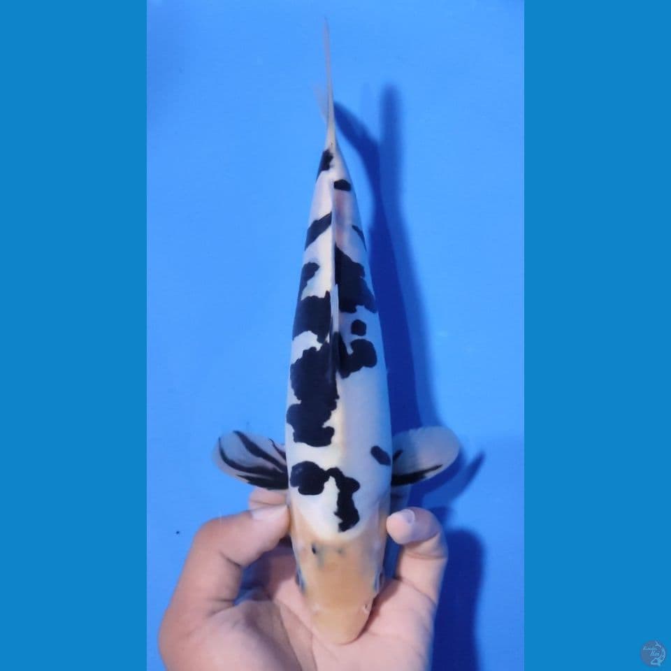 SHIRO DOITSU 30CM - MALE 
