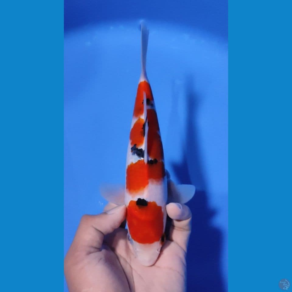 SANKE MARUTEN ORI RED STRONG 20CM - MALE 