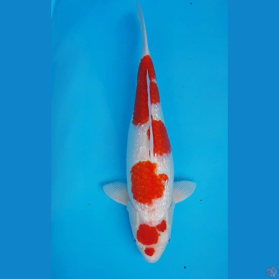 KOHAKU GINRIN 46cm
