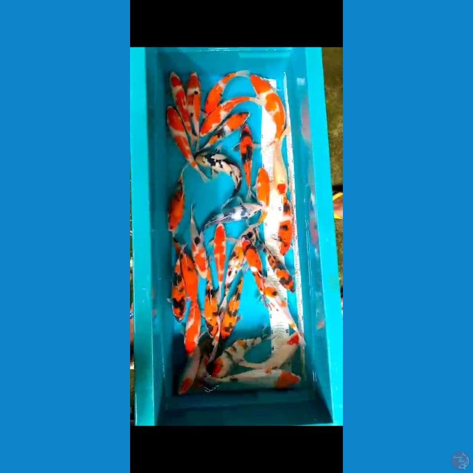 Showa 22-30cm 30ekor
