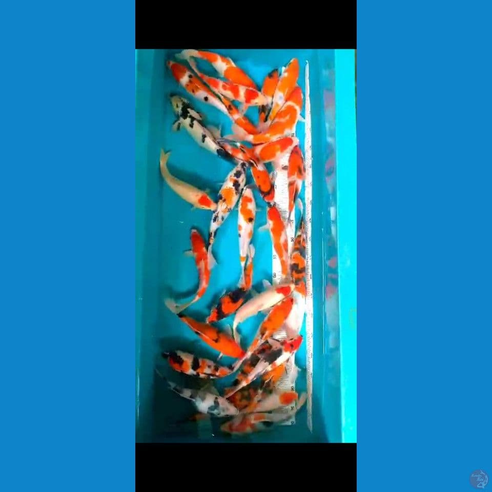 Showa 22-30cm 30ekor