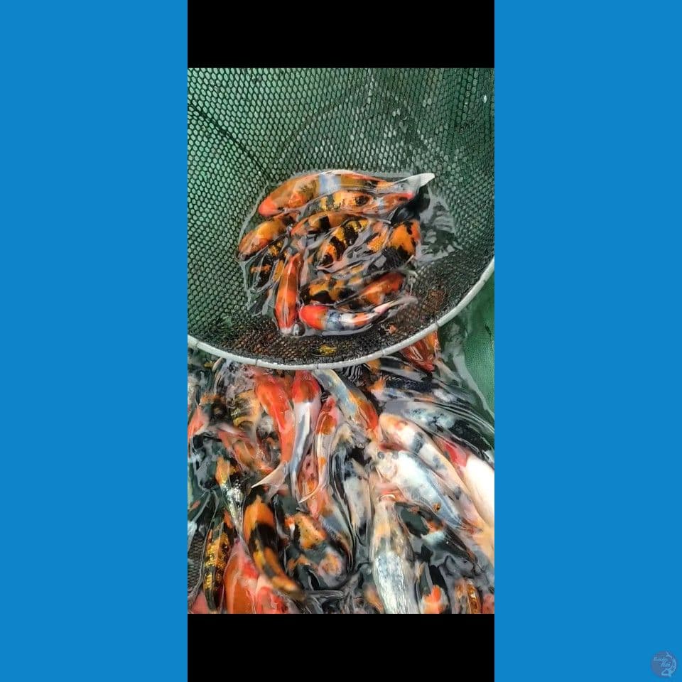 Showa Ginrin mix sisik 10-15cm 320ekor