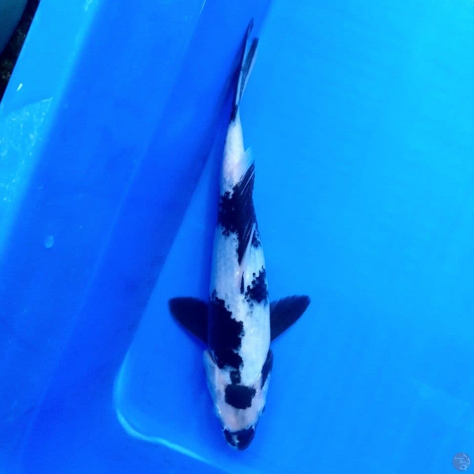 SHIRO 25CM