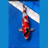 showa 32cm 