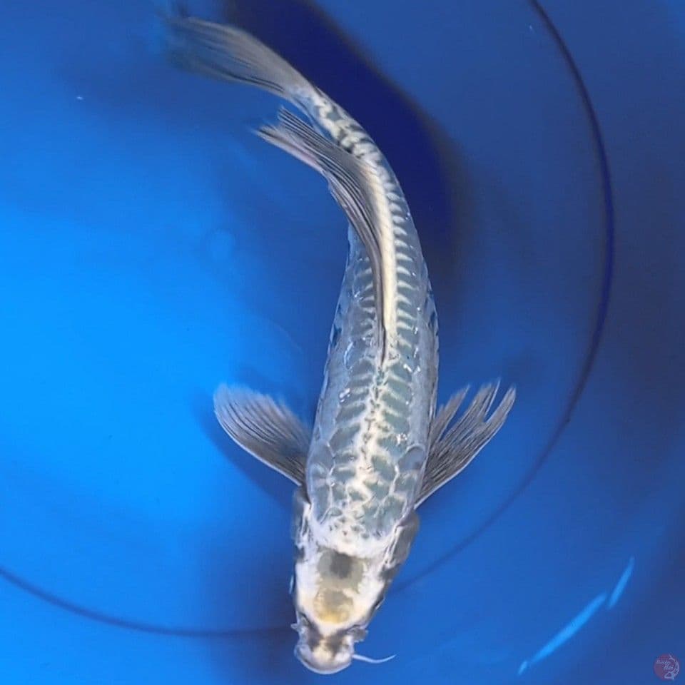 mukashi aragoke kumpay 37cm 