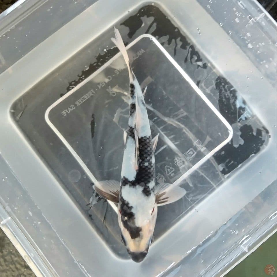 SHIRO 17CM