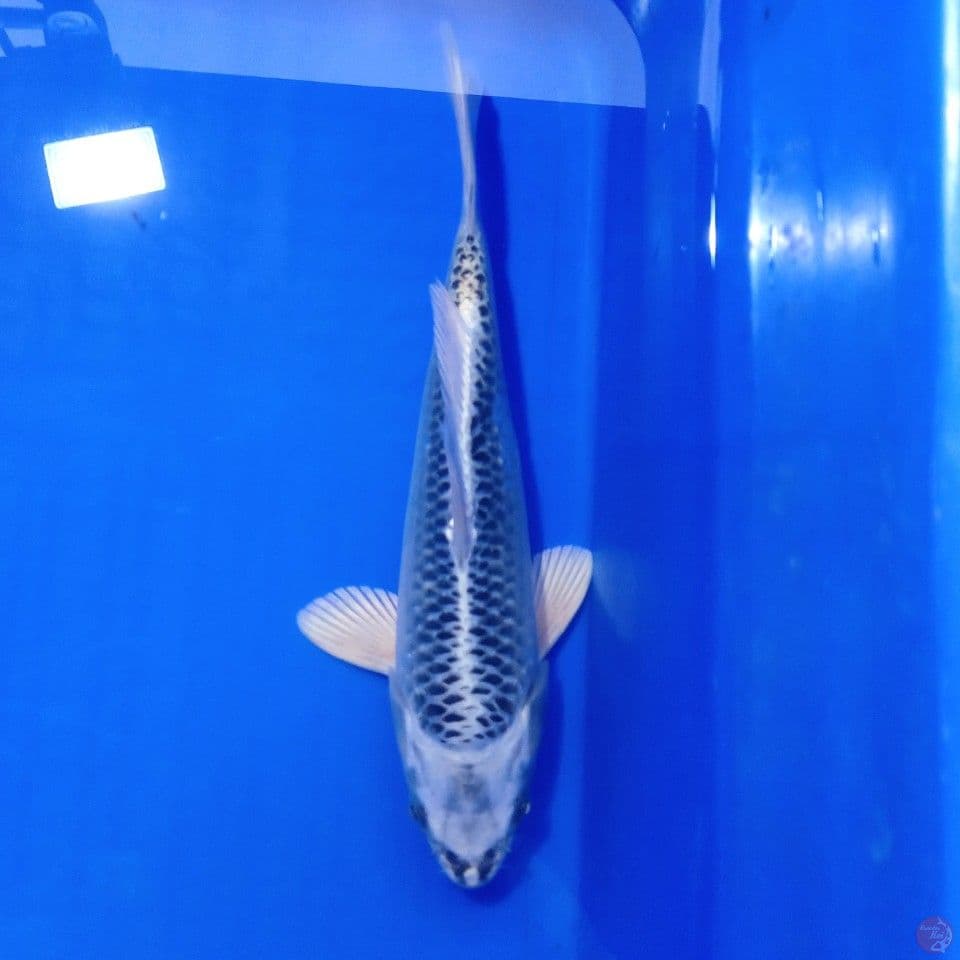GIN MATSUBA 23CM