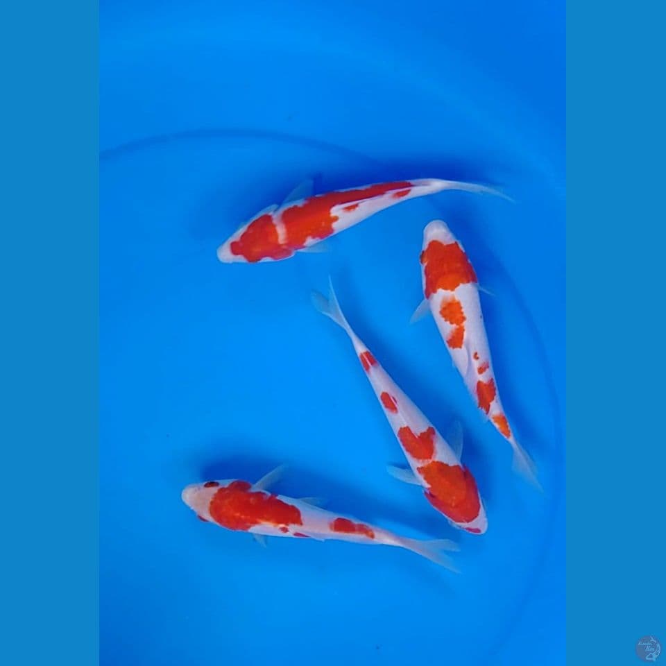 kohaku 18.19cm