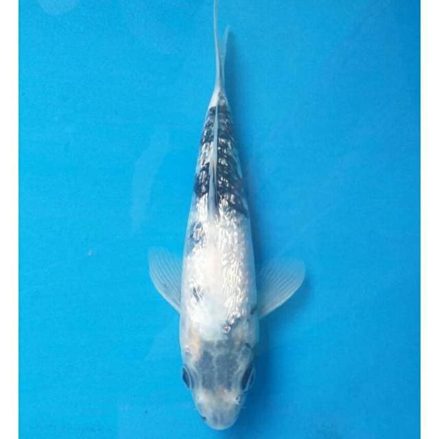 Tategoi Shiro Ginrin Import non serti