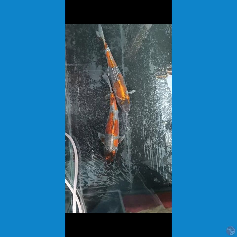 benikiko