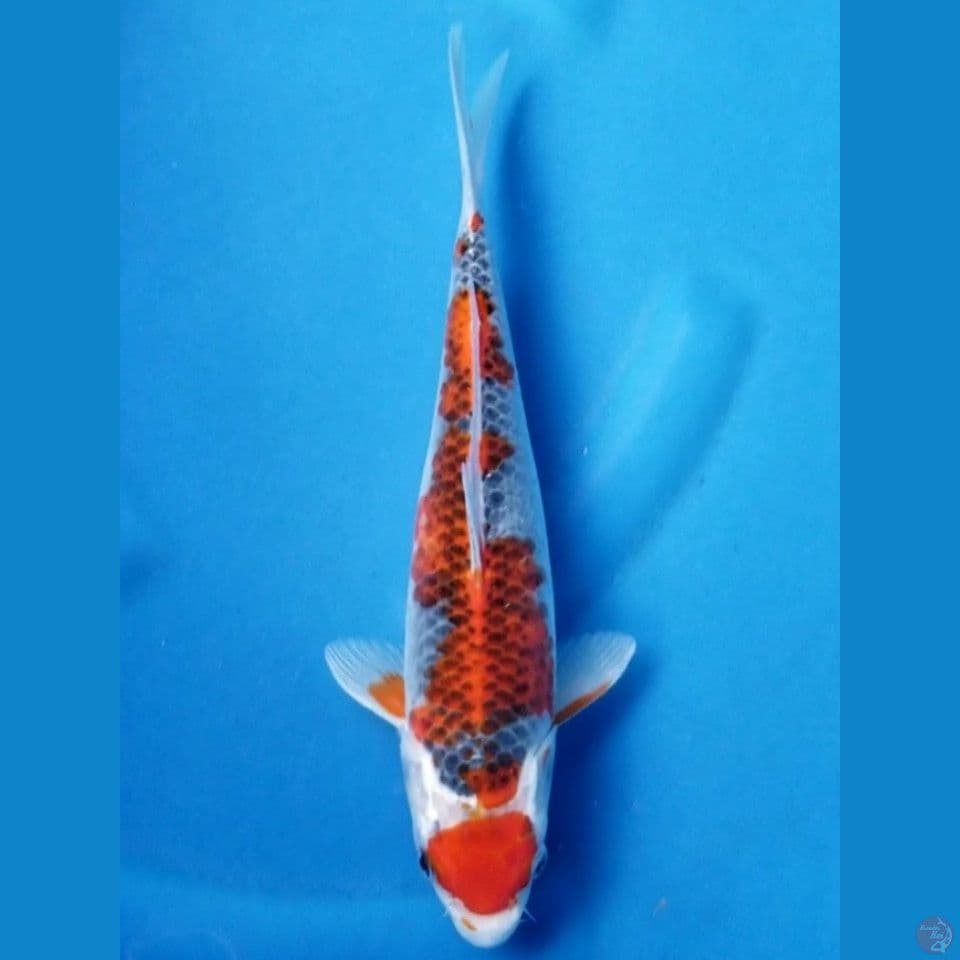 MARUTEN GOSHIKI 30 CM FML