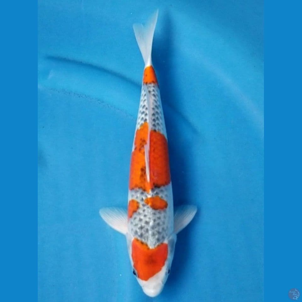 GOSHIKI 31 CM MALE