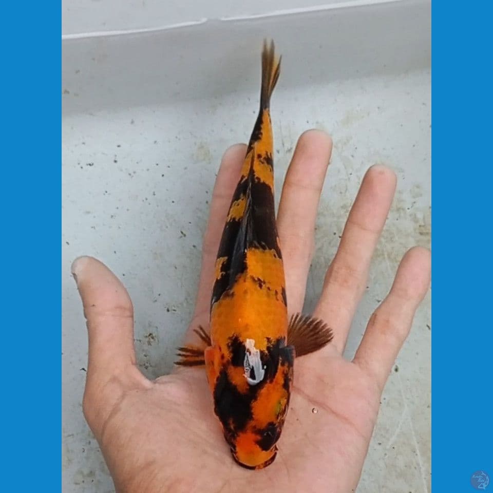 hi utsuri 18cm