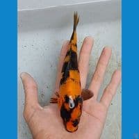 hi utsuri 18cm