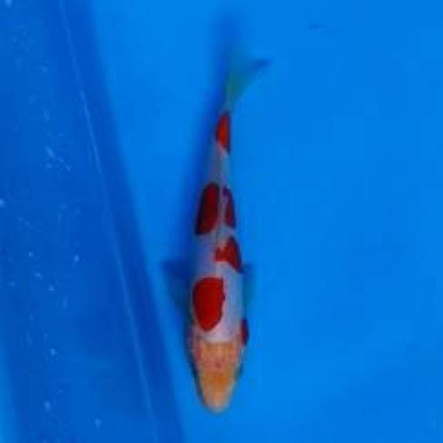 Kohaku doitsu 15 cm