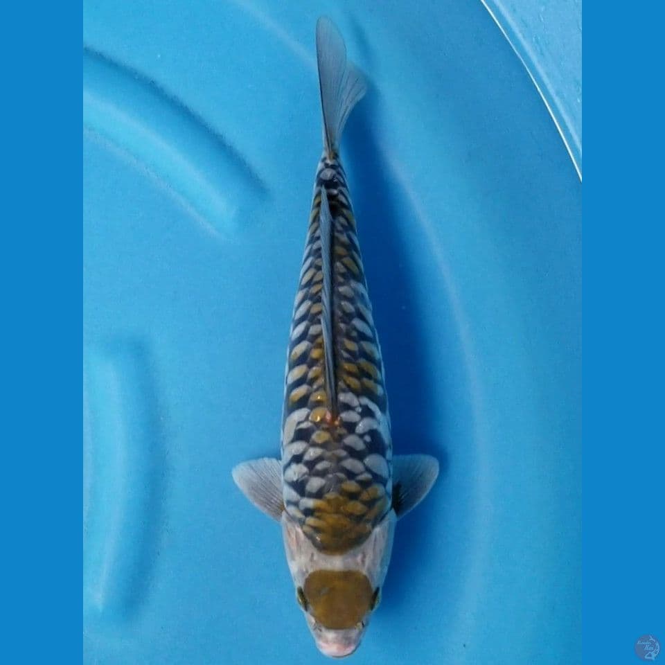 MARUTEN OCHIBA ARAGOKE 34 CM MALE