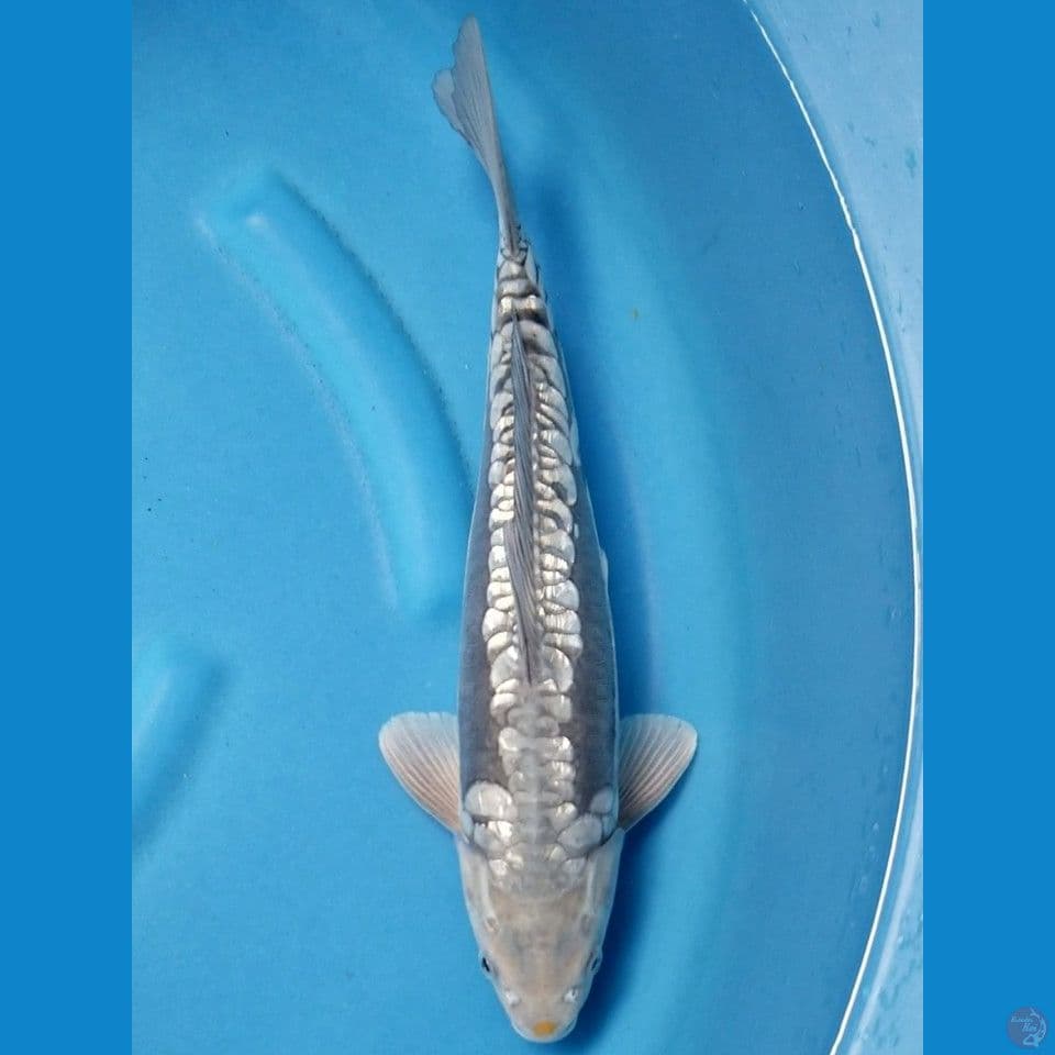 GINRIN ARAGOKE 39 CM MALE