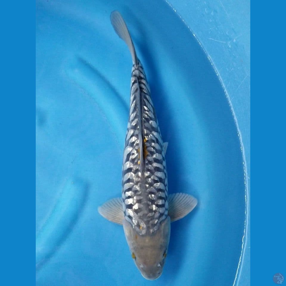 GINRIN ARAGOKE 40 CM MALE