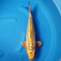 GOLD ARAGOKE 40 CM MALE