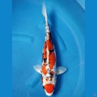 MARUTEN BENIKO 42 CM FML