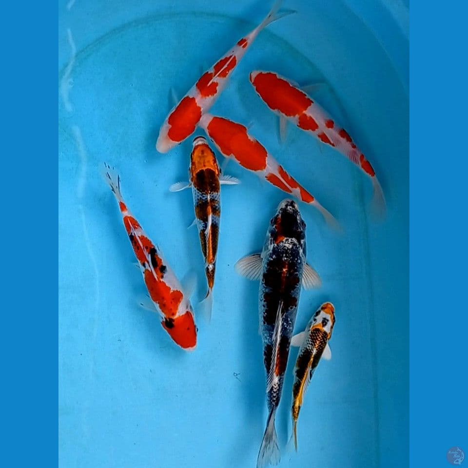 paket mix, 14-24 cm