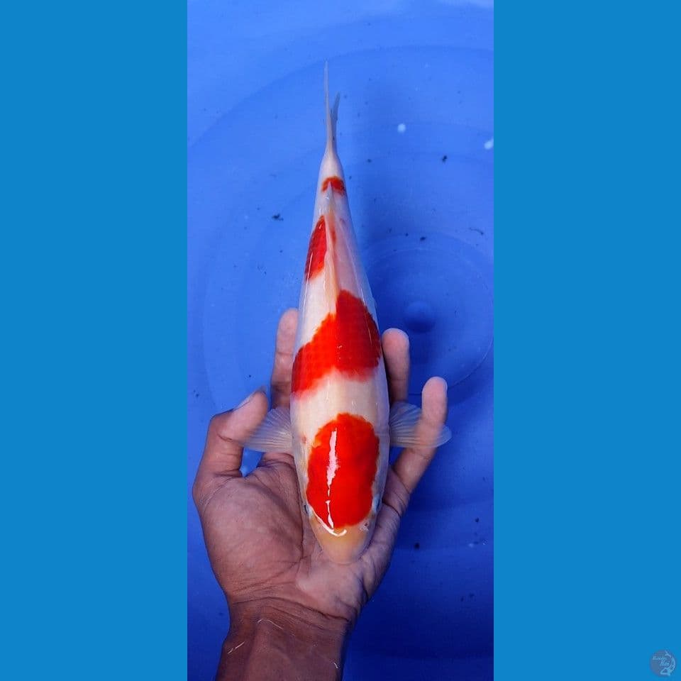original kohaku -+ 25 cm original SQ