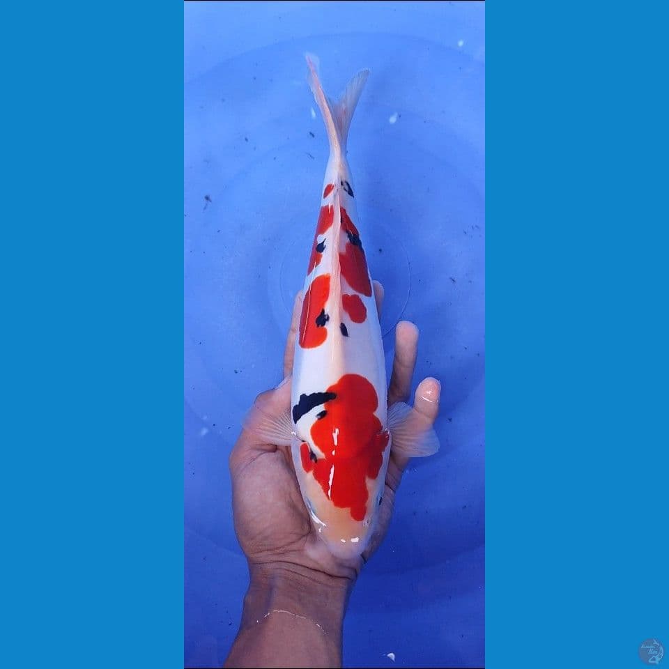 doitsu sanke murni -+30 cm original