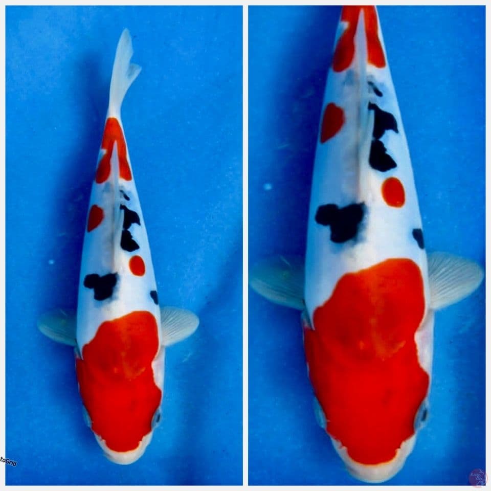 Sanke Doitsu murni 18 cm F1