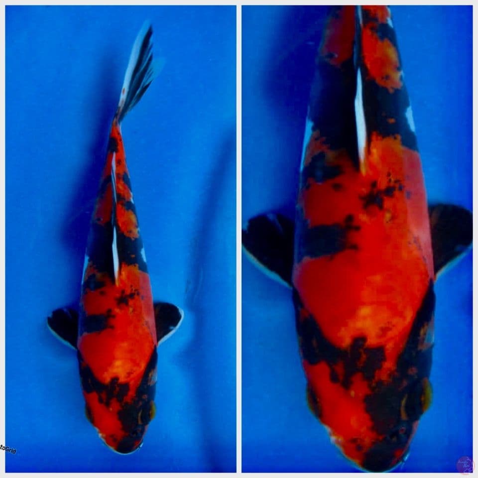 Hi showa Doitsu 22cm 