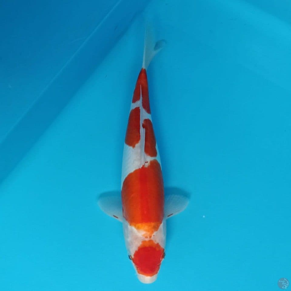 khohaku doitsu 31cm