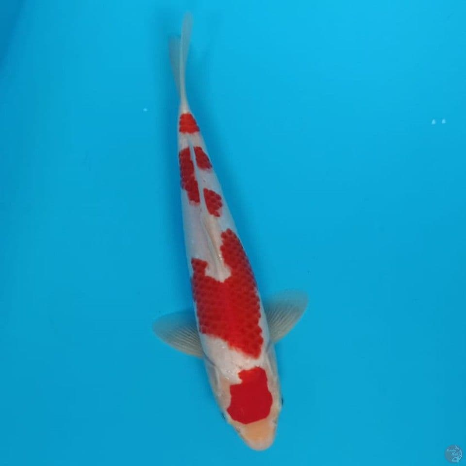 khohaku 31cm