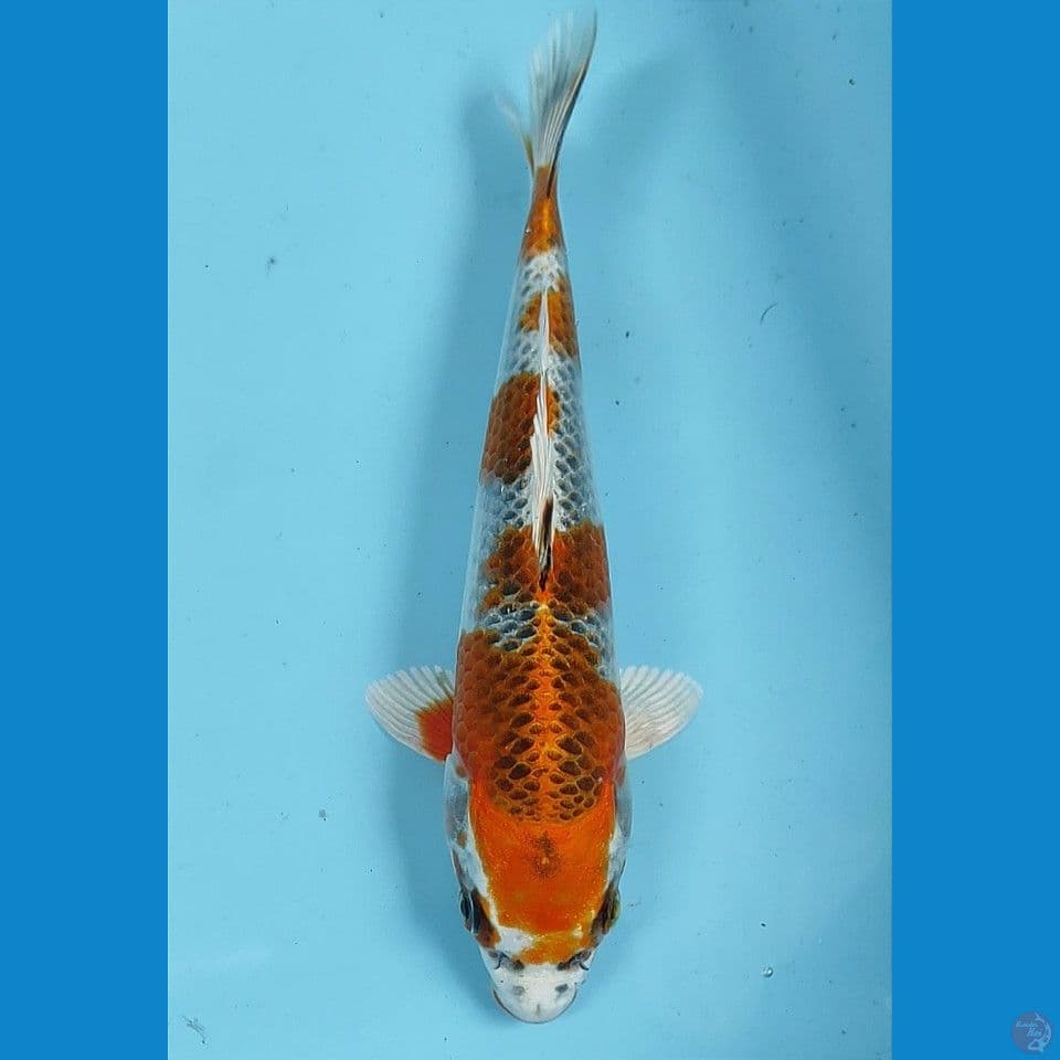 kujaku 17cm