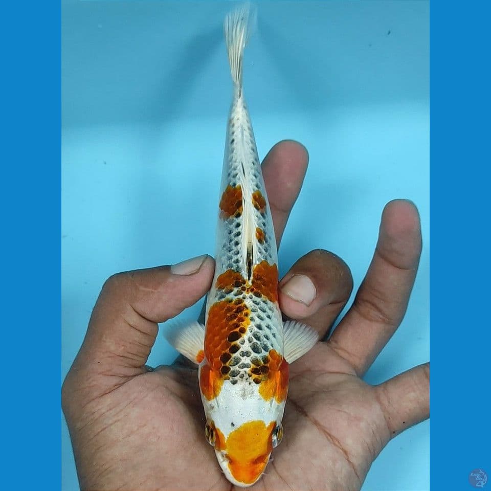 kirin kujaku 17cm