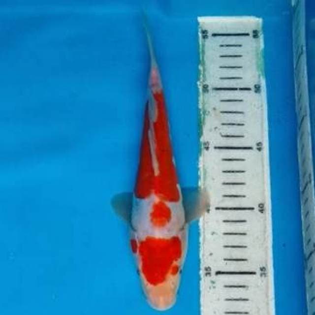 Kohaku 15cm