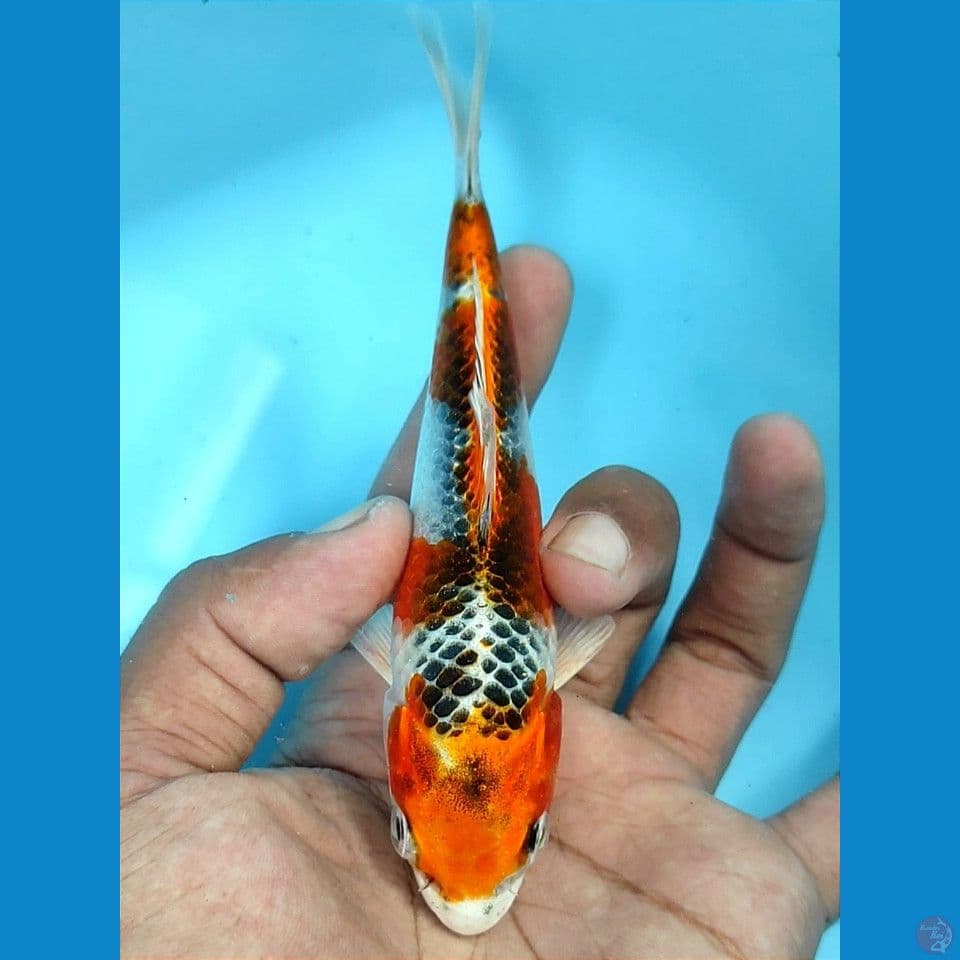 Up To 15cm