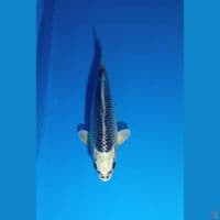 gin matuba super quality 27 cm 