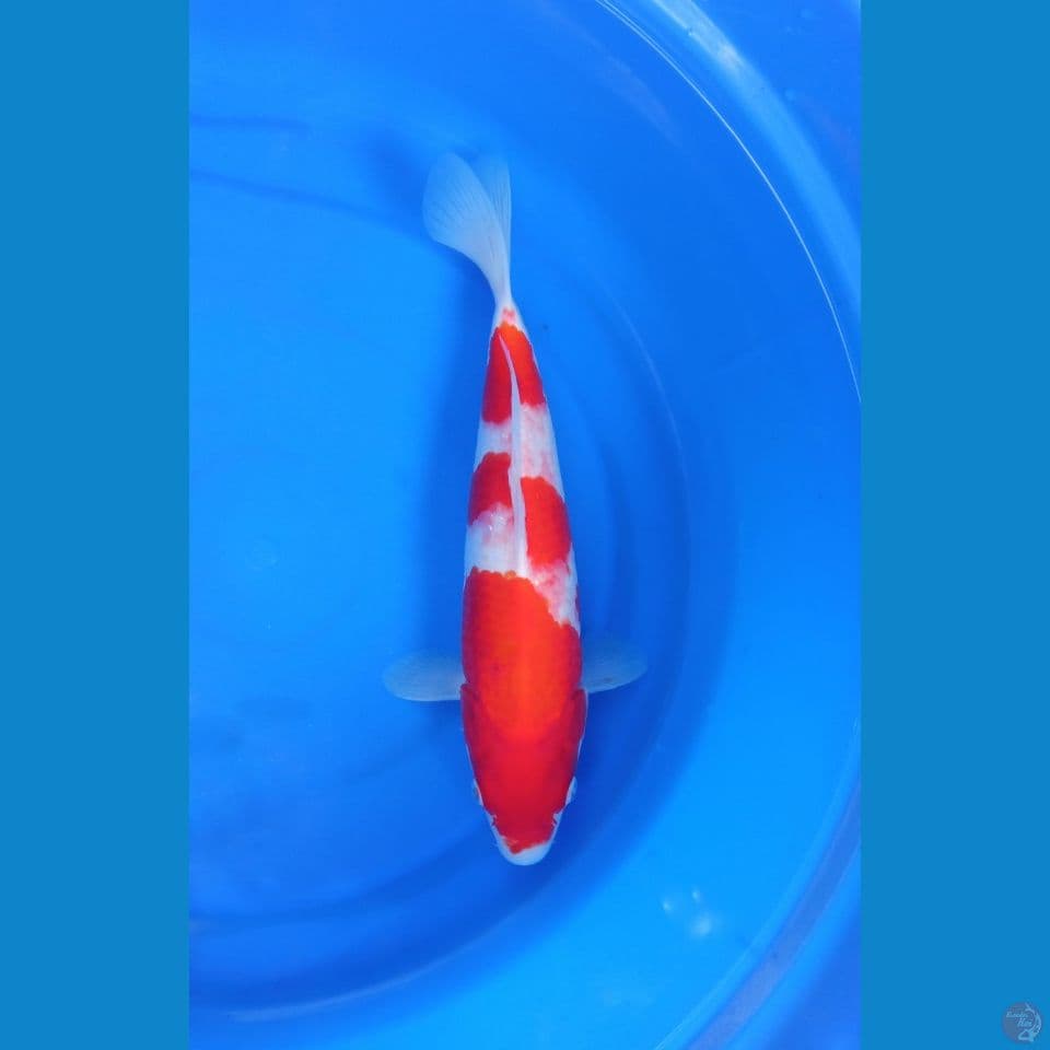 kohaku odakan koi farm