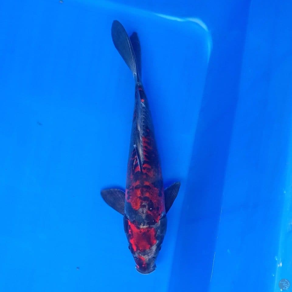BENI KIKOKURYU 27CM